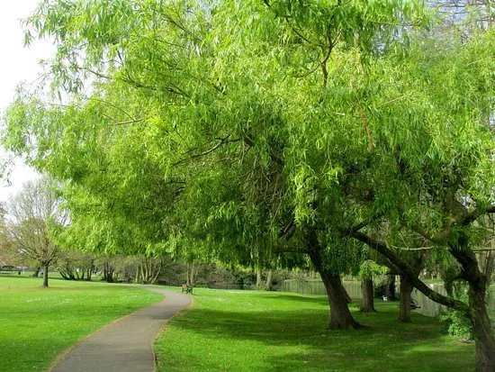 Boultham Park