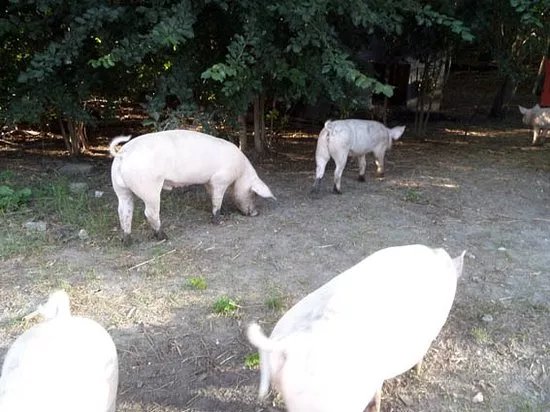 Familie Bofkont