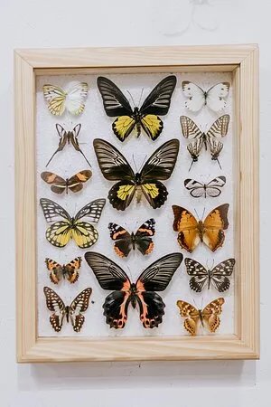 Motylove - Butterfly Museum