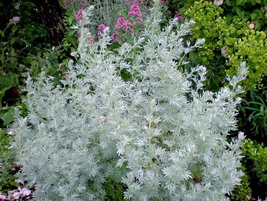 East Lambrook Manor Gardens