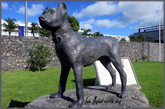 Sao Miguel Cattle Dog Statue