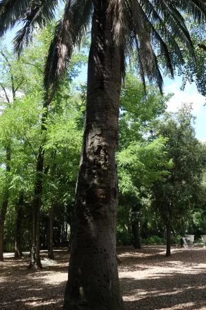 Parc Magnol