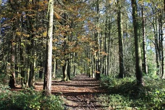 The Pinewoods
