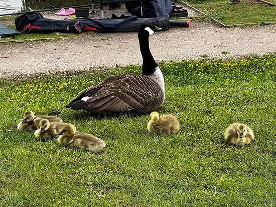 Newstead And Annesley Country Park
