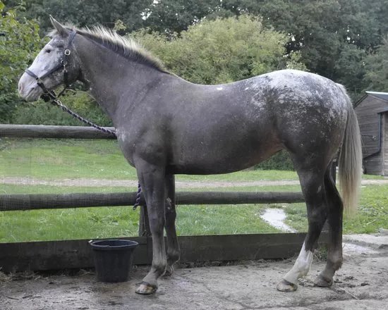 Allendale Equestrian Centre