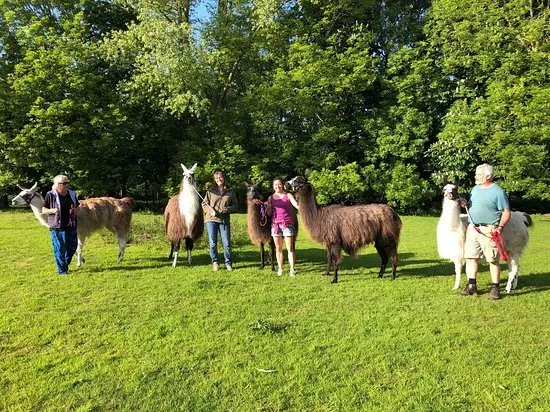 Norfolk Llamas
