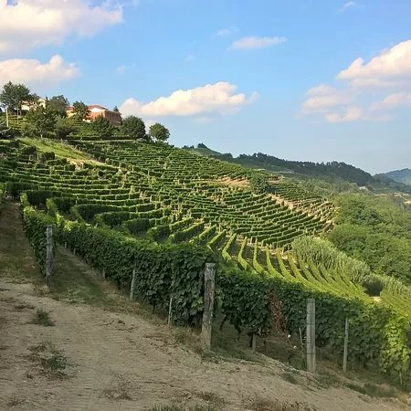 Azienda Agricola Terrabianca
