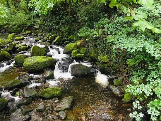 Nant y Coed Local Nature Reserve Walk