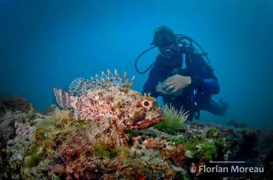 Andromede Plongee Bio