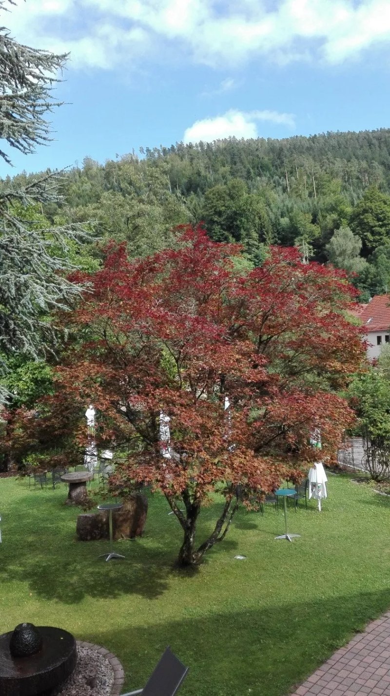 Hotel Zum Ochsen