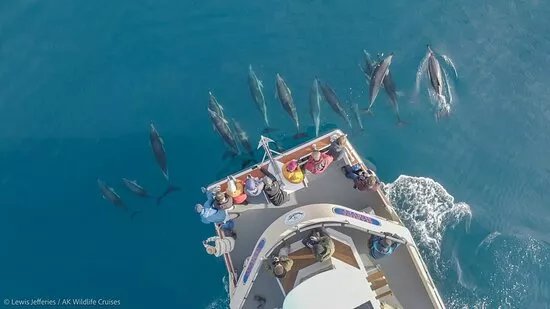 Ak Wildlife Cruises