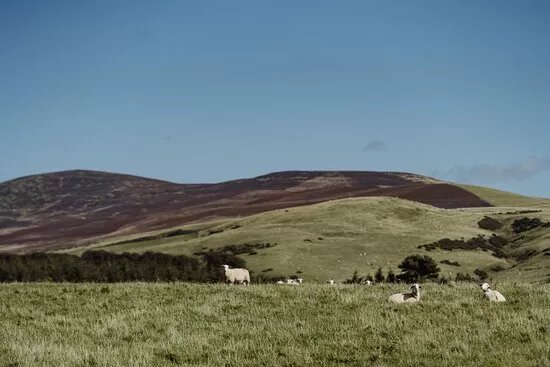 Errington Cheese