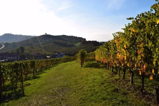 Azienda Agricola Cadia