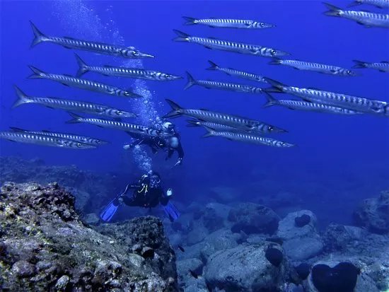 Volcano Bubbles Diving School