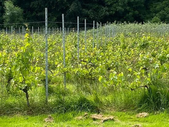 English Wine Project