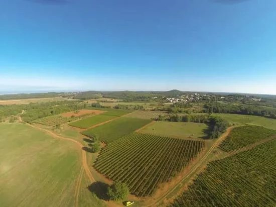 Damjanic Wines