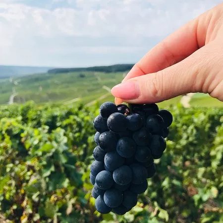 Paris Wine Day Tours