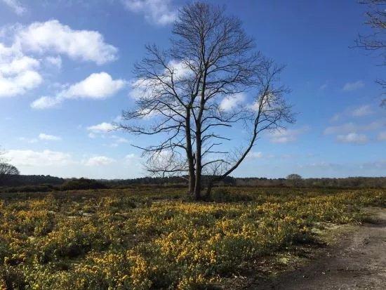 Holt Country Park