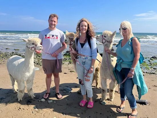 Cranfield Alpacas (alpaca Experiences In The Mournes).