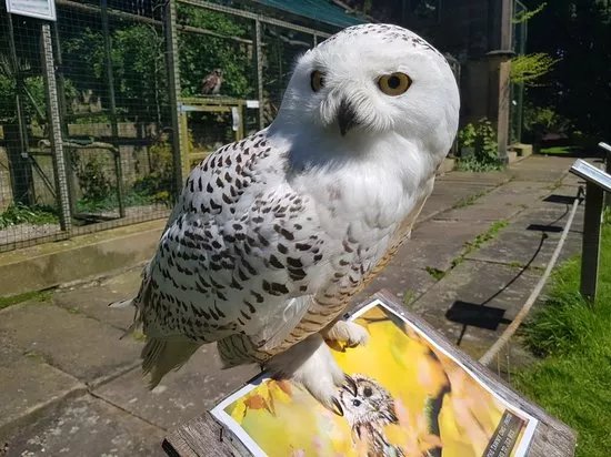 Swinton Park Birds of Prey