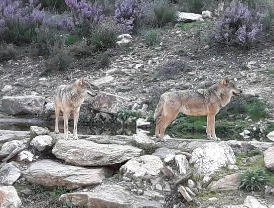 Centro del Lobo Iberico