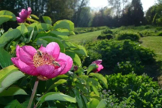 Jardin Botanique de la Presle