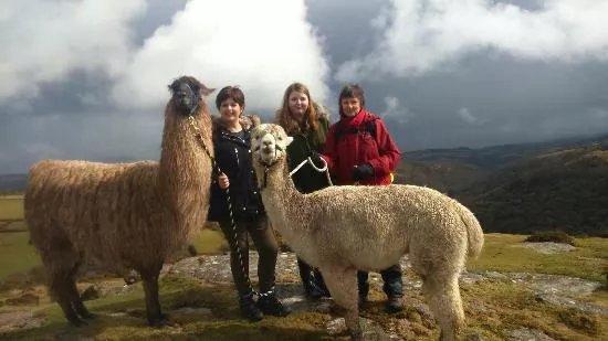 Dartmoor Llama Walks