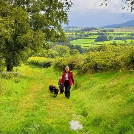 Jacob Sheep Trekking and Farm Experience Days