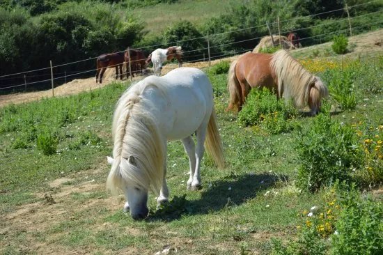 Il Ranch di Carlotta
