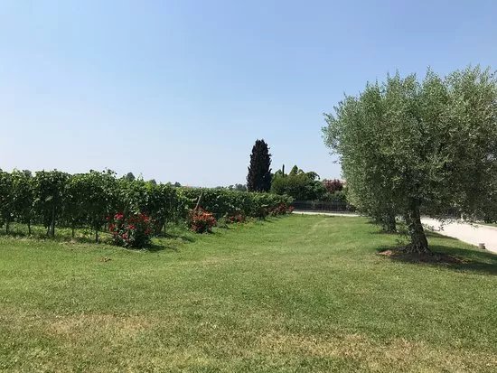 Azienda Agricola Bulgarini - Cantina Bulgarini