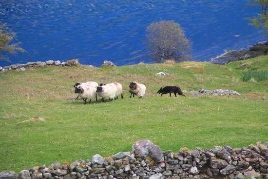 Killary Sheep Farm