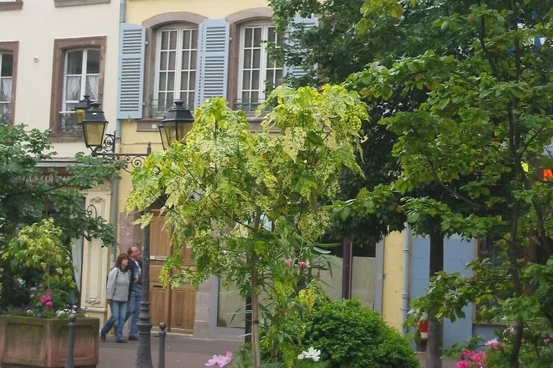Apartment "La LAUCH" in the center of the old town of COLMAR (with free