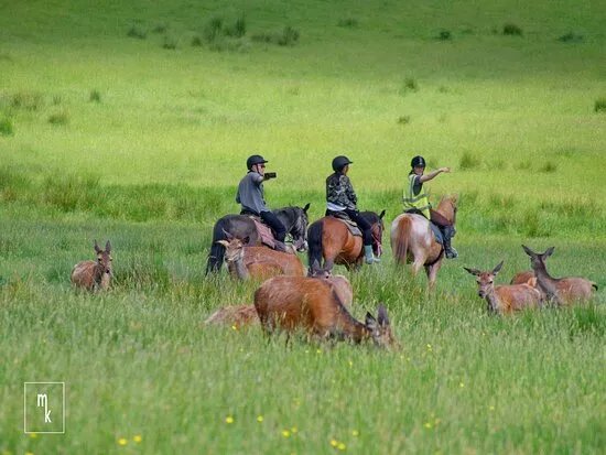 Killarney Riding Stables