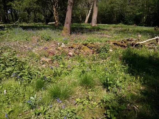 Wayland Wood