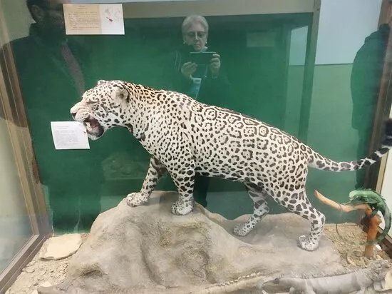 Museo Civico di Scienze Naturali