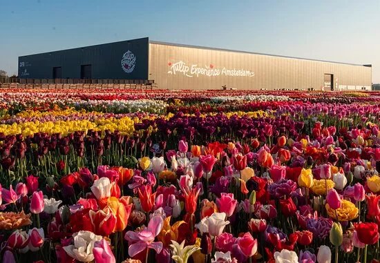 Tulip Experience Amsterdam