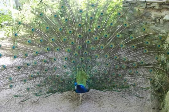 Tierpark Fasanerie