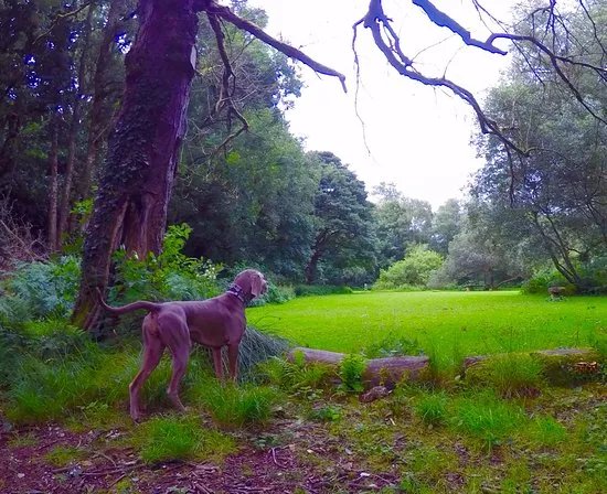 Claudy Country Park