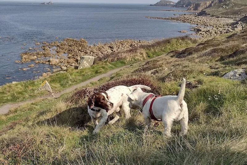 Bijoux Cottage in Porthleven  5 mins walk  Beach/Harbour. Sleeps 2. Dog