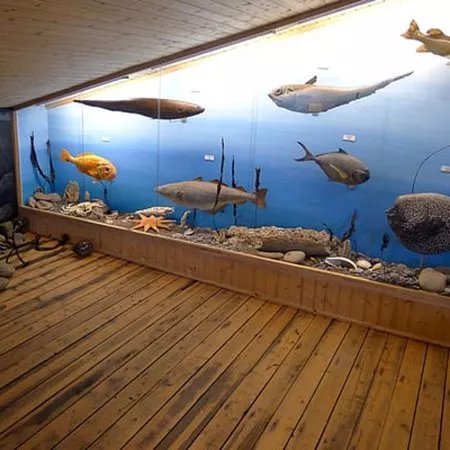 Museum of Natural History