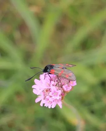 Scarlett Visitor Centre and Nature Trail