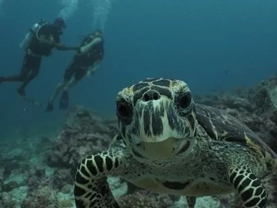 Orca Scuba Diving Academy