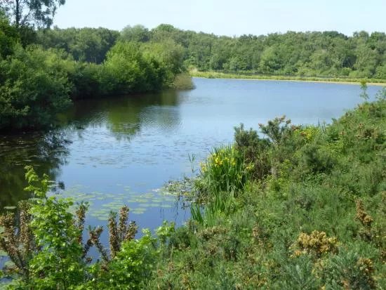 Mere Sands Wood Nature Reserve