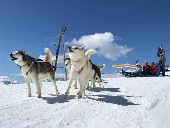 Chiens de Traineau