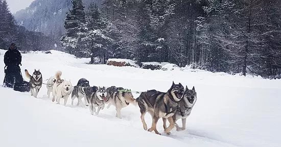 Of Sled Dogs Tracks