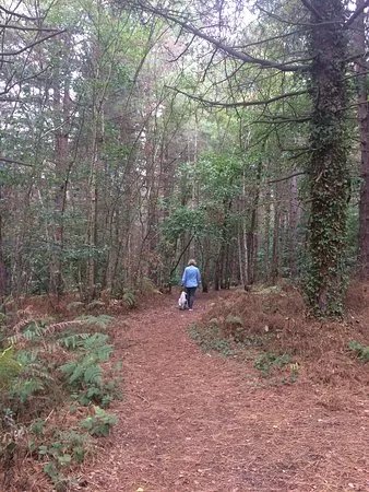 Joyden's Wood