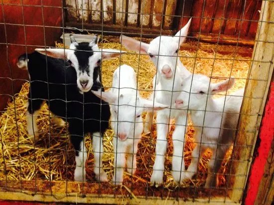 Smithills Open Farm