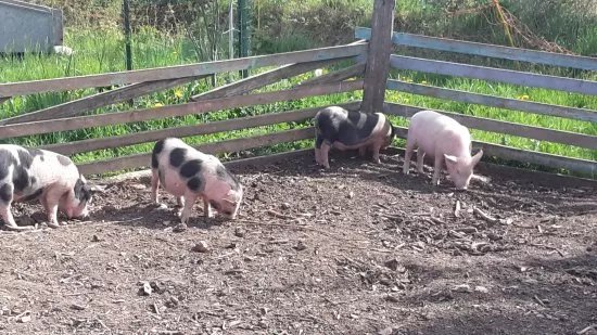 LA ferme  du p'tir brin d'paille