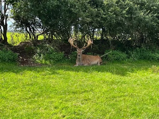 Great Wedlock Farm & Deer Park