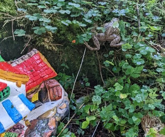 The Fairy Village At Fairy Knowe Trails
